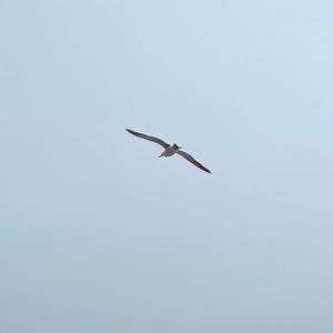 Meet your Posher, Adrian